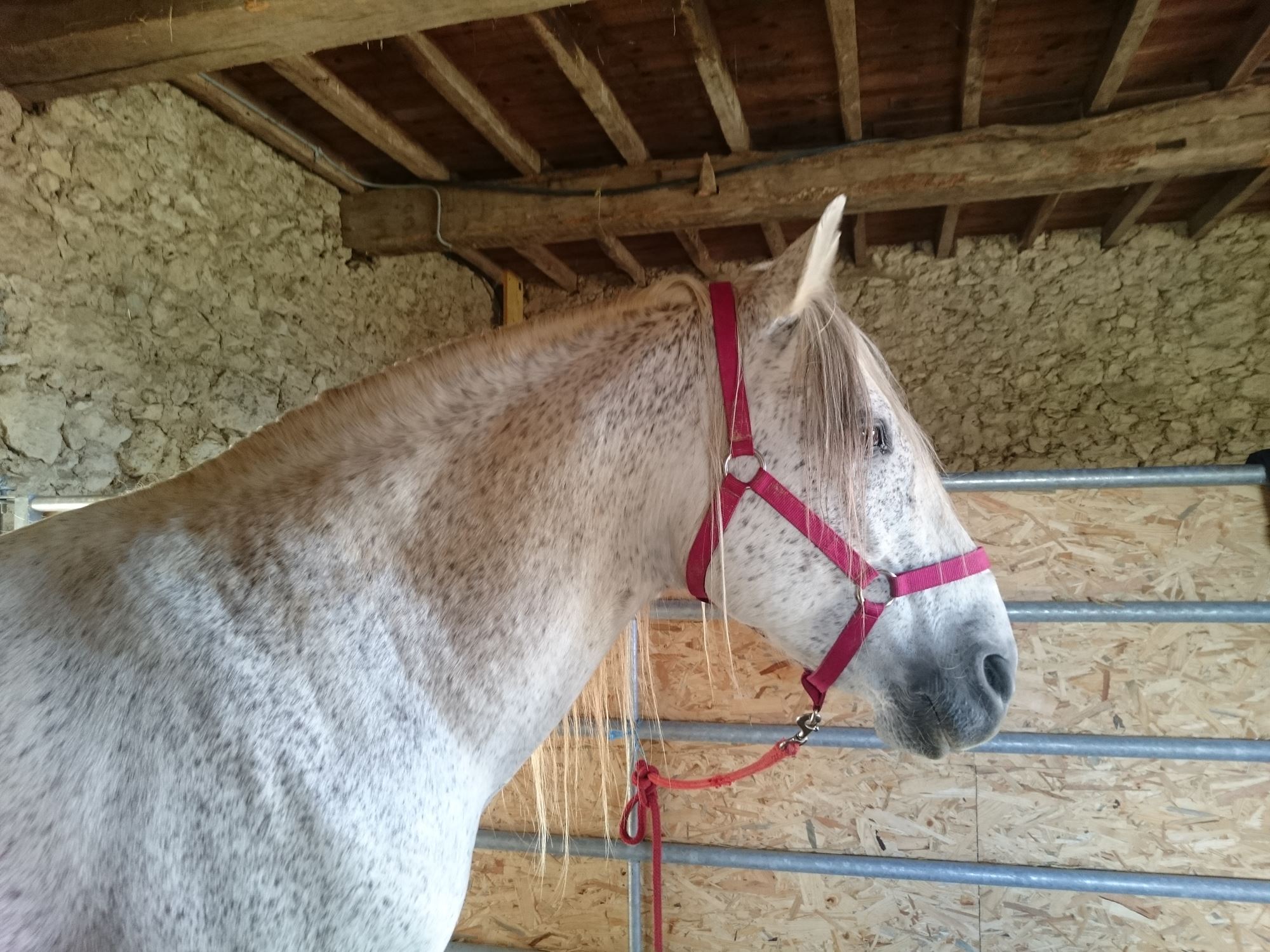 Conditions de saillie - Photo 4