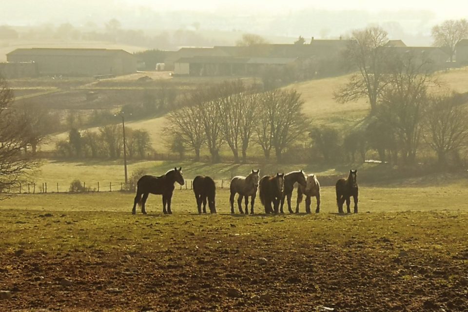 Pension pour chevaux - Photo 3