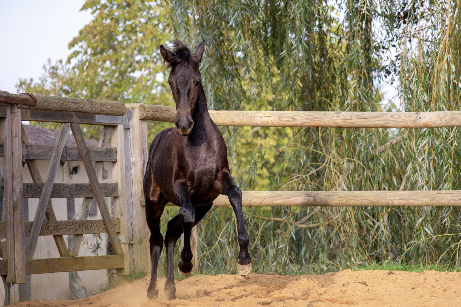 Conditions de saillie - Photo 2