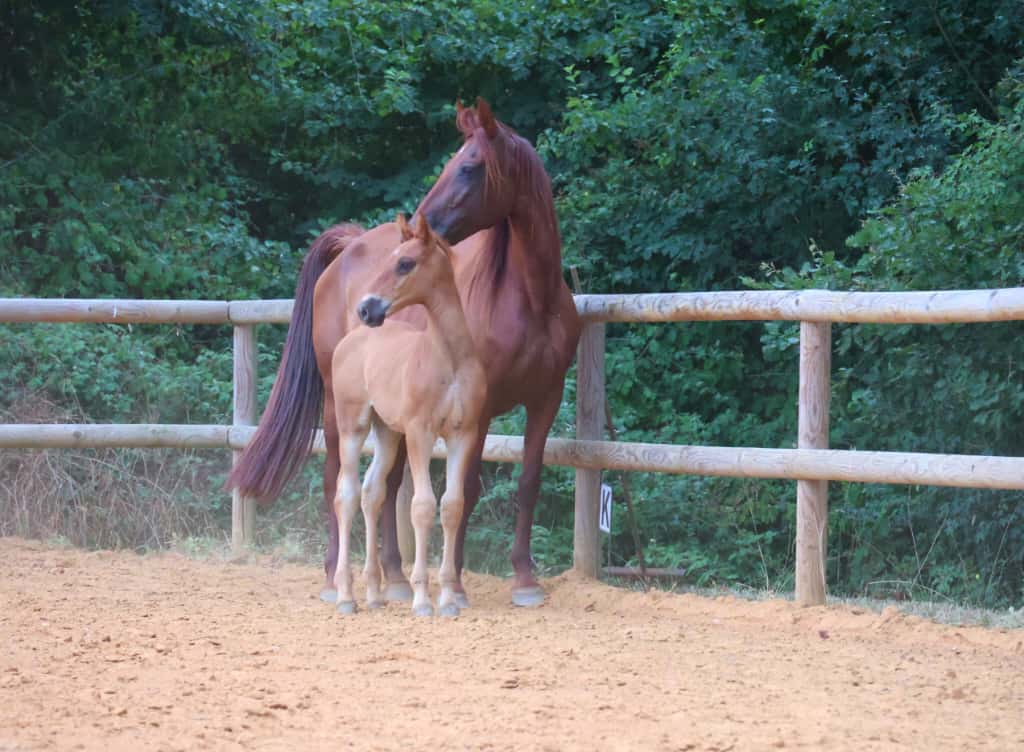 Conditions de saillie - Photo 1