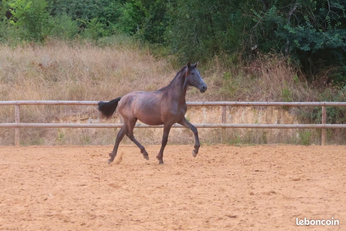 Quatro Darmagnac - Image 1