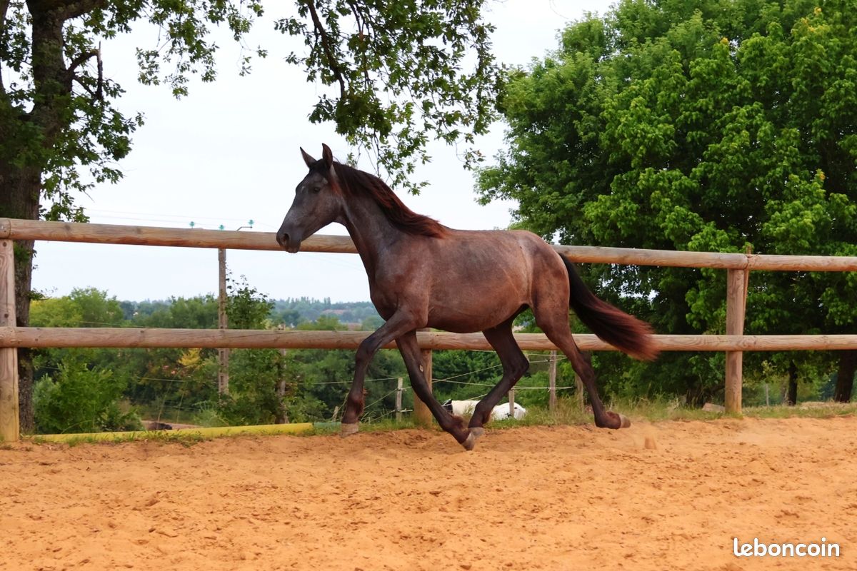 Quatro Darmagnac - Image 2