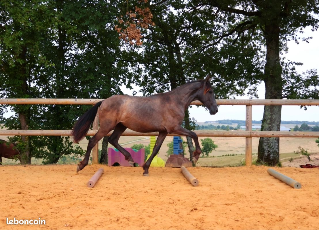 Quatro Darmagnac - Image 3