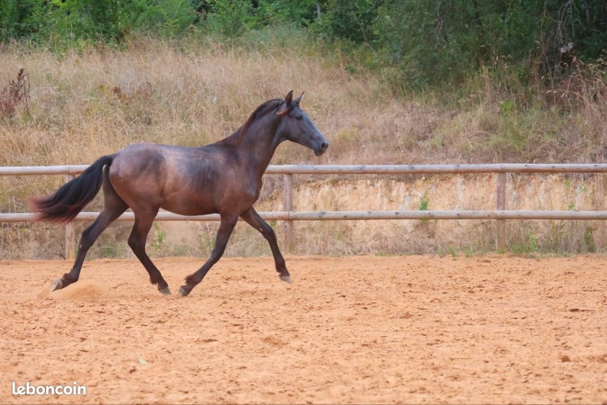 Quatro Darmagnac - Image 4