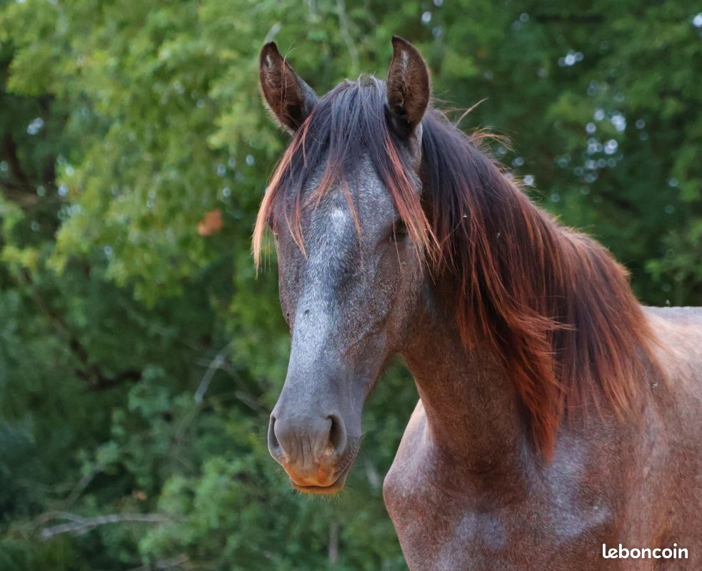 Quatro Darmagnac - Image 5