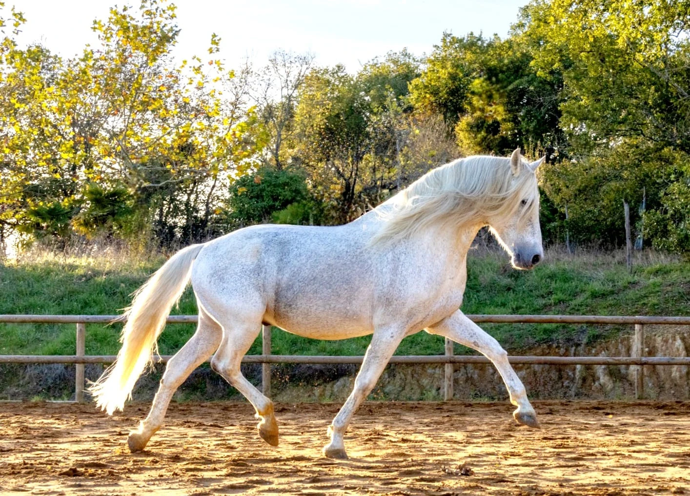 Étalon Uno des Hounts