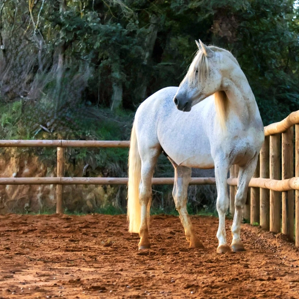 Uno des Hounts - Photo 4