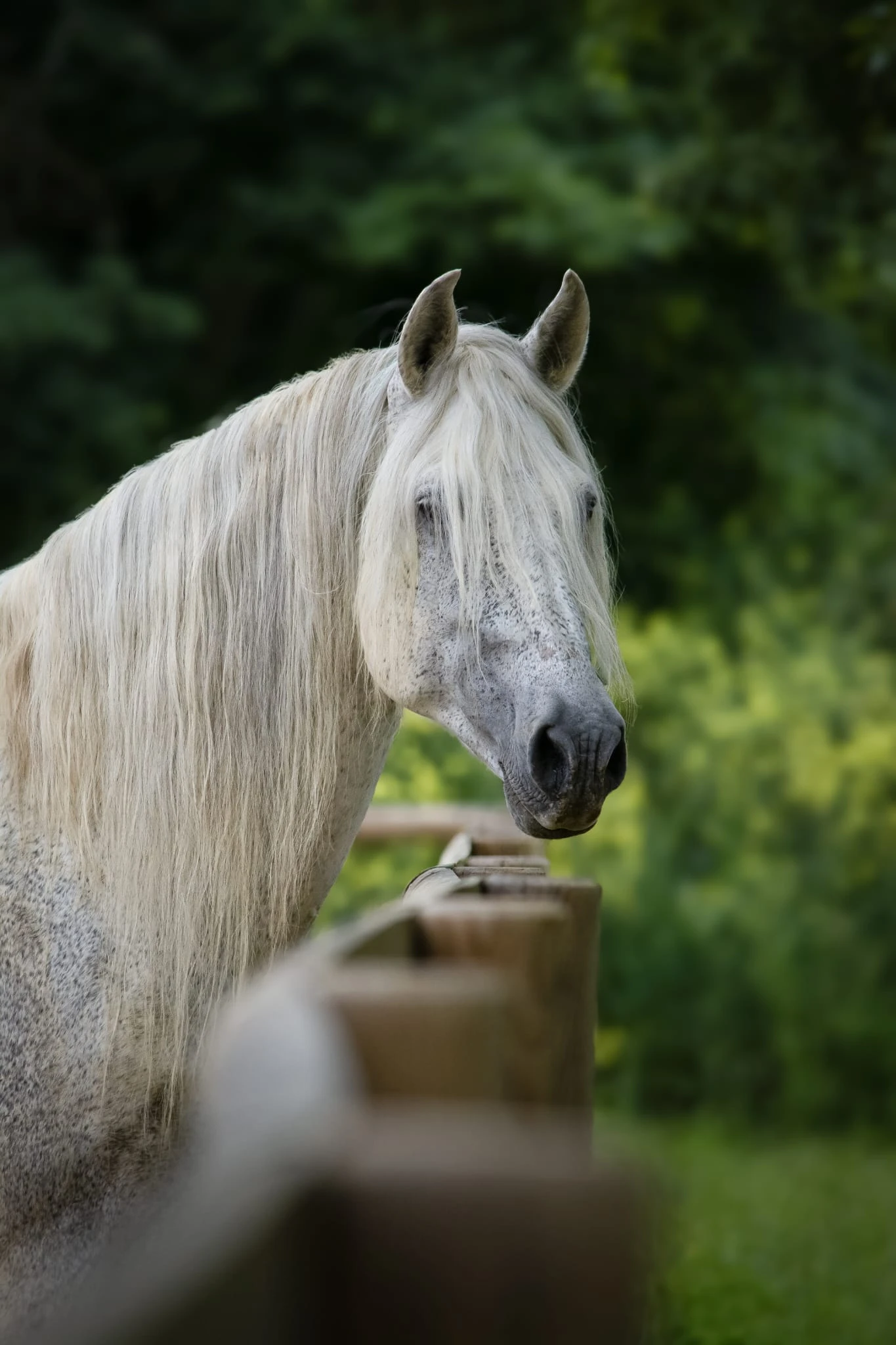 Uno des Hounts - Photo 1