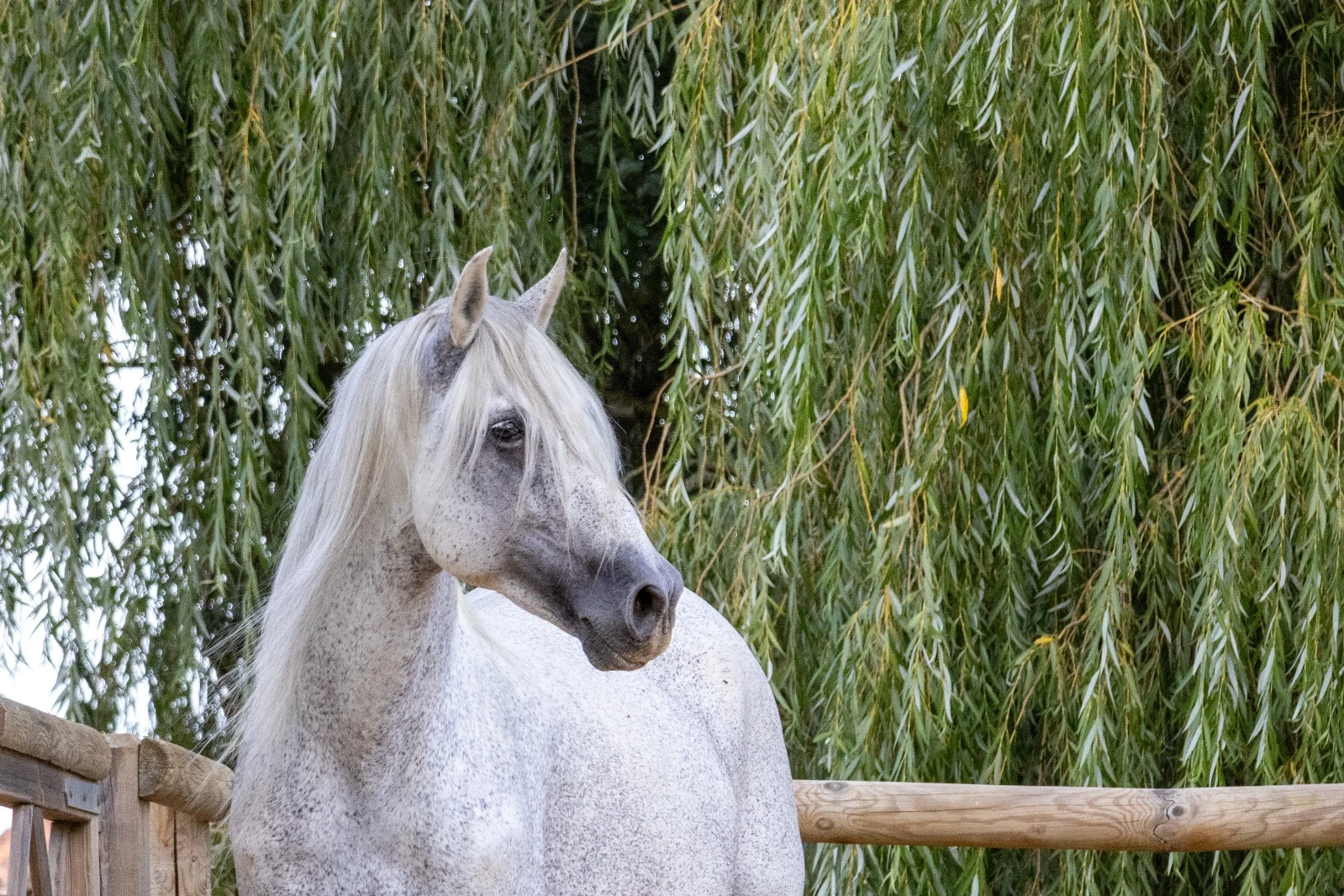 Uno des Hounts - Photo 2