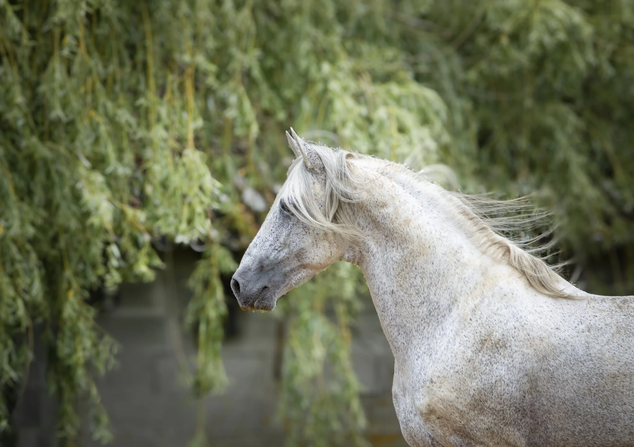 Uno des Hounts - Photo 6