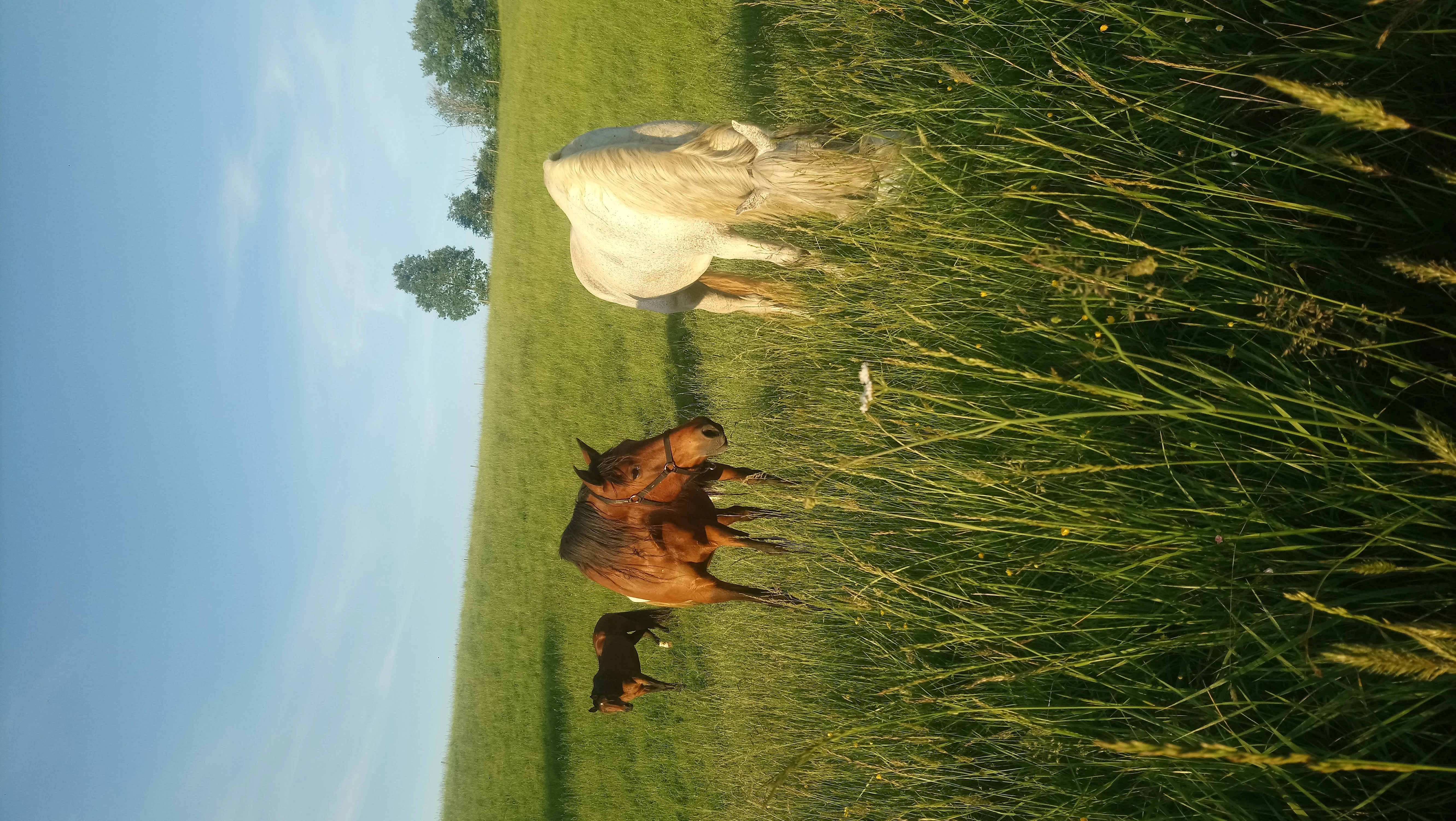 Pension pour chevaux - Photo 10