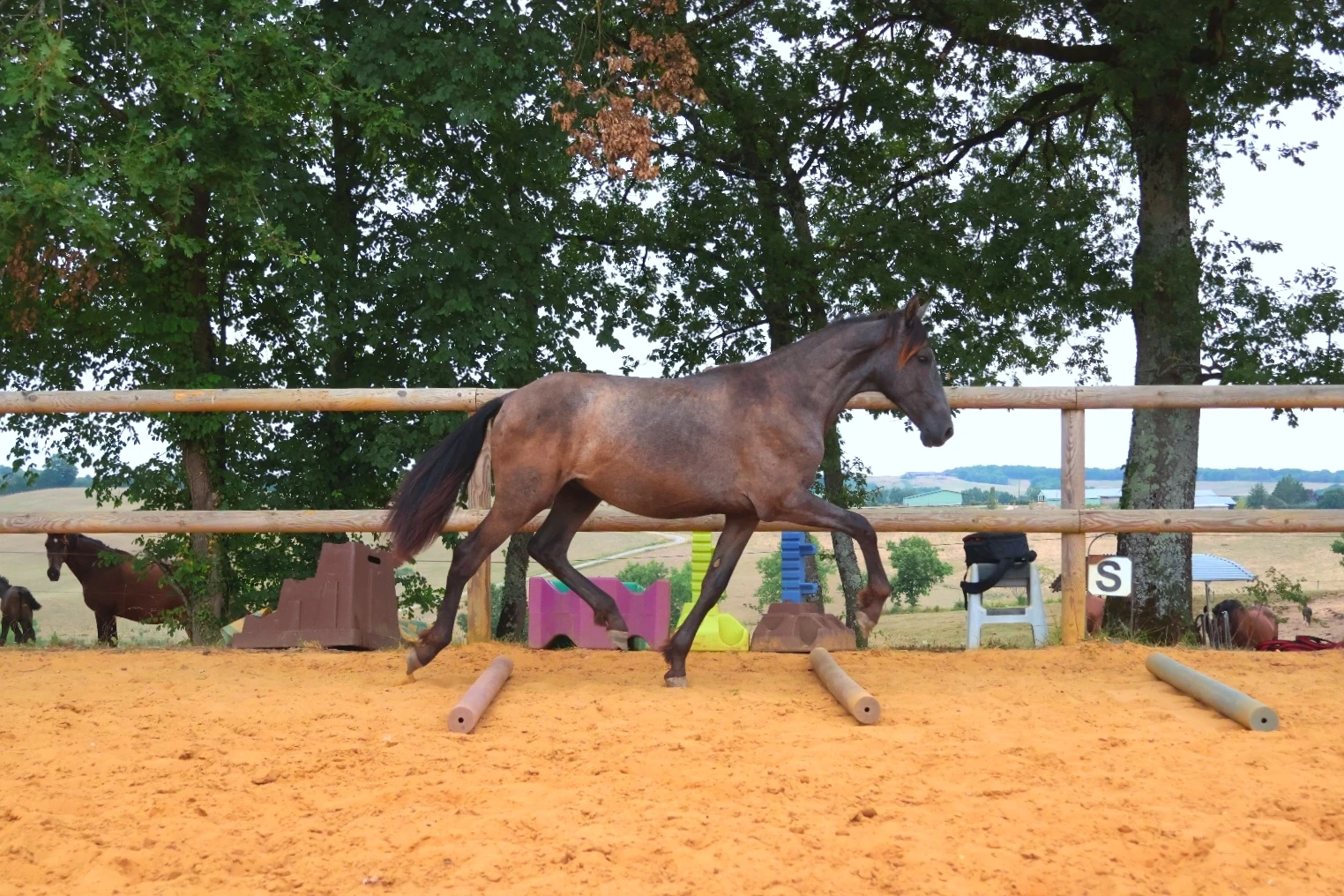 Pension pour chevaux - Photo 11