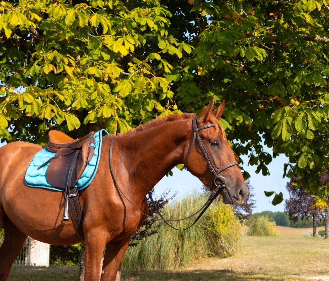 Pension pour chevaux - Photo 12
