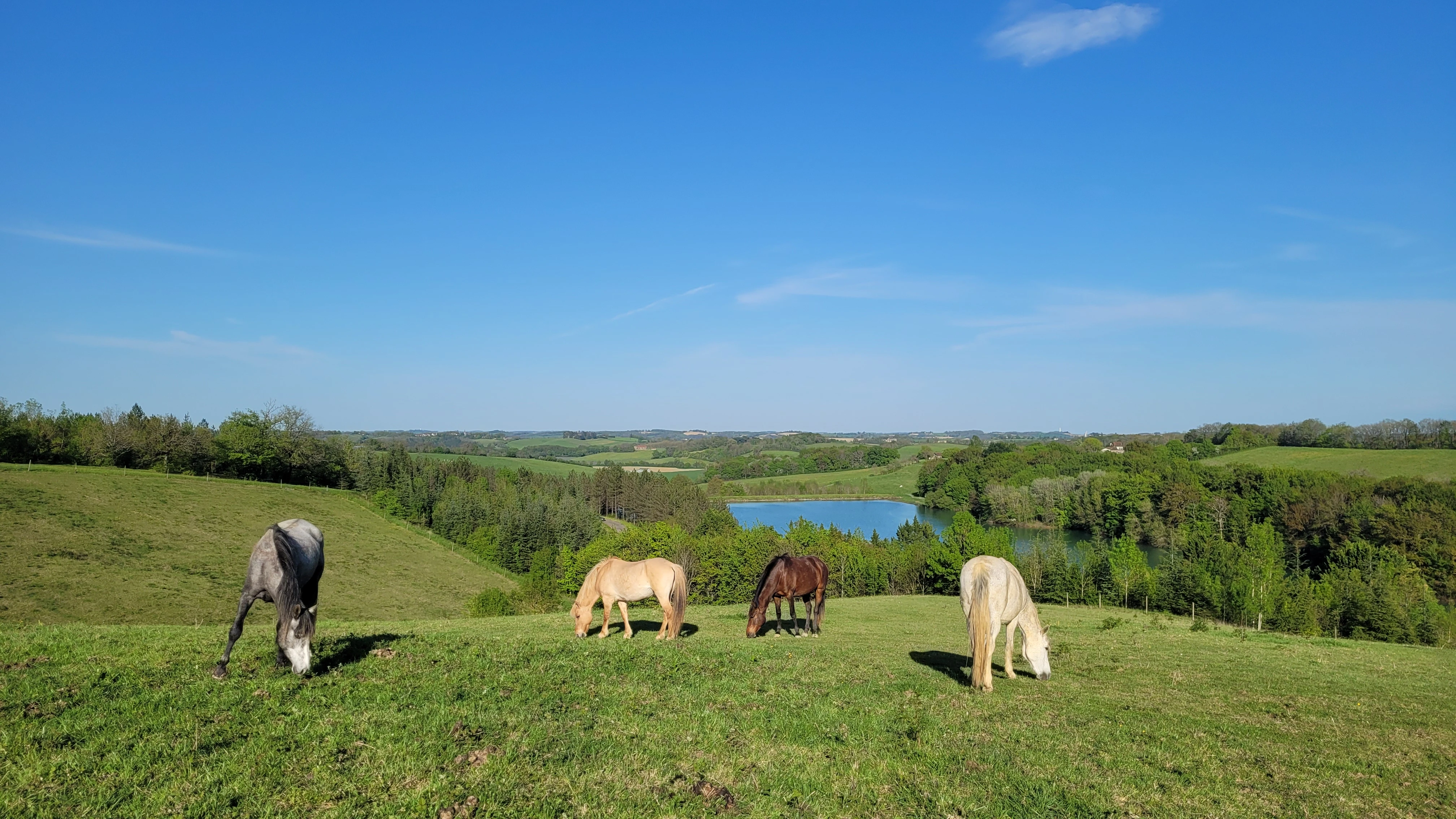 Pension pour chevaux - Photo 3