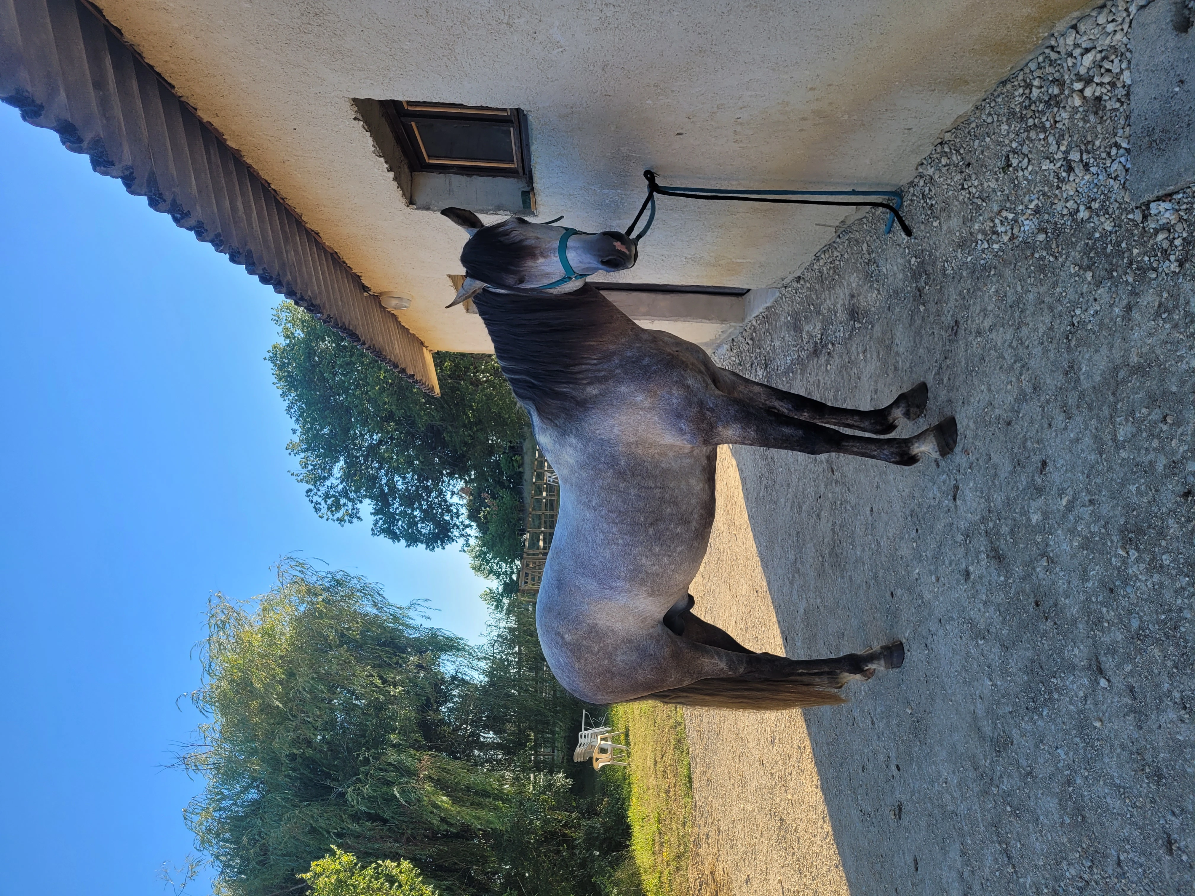 Pension pour chevaux - Photo 6