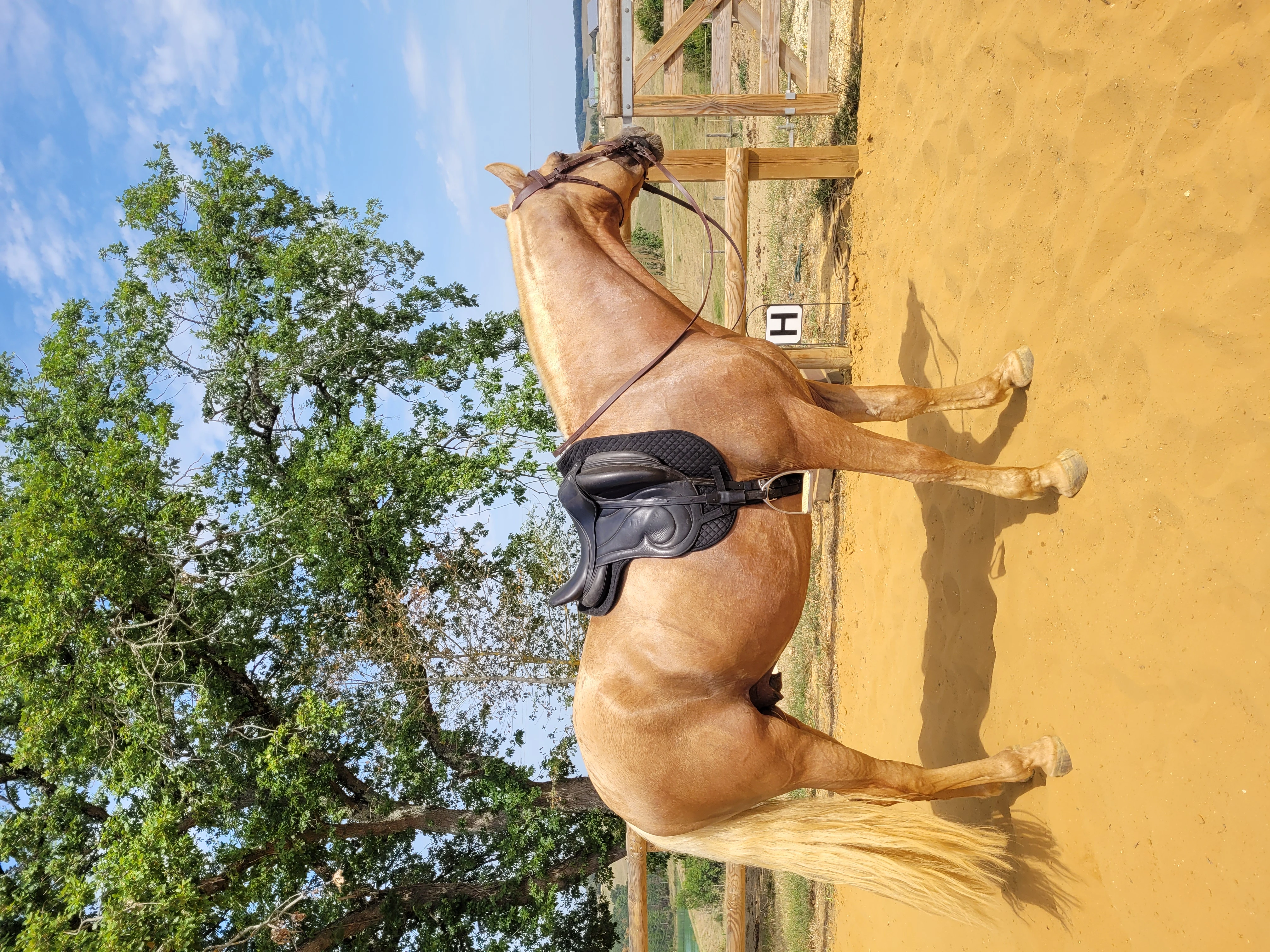 Pension pour chevaux - Photo 7