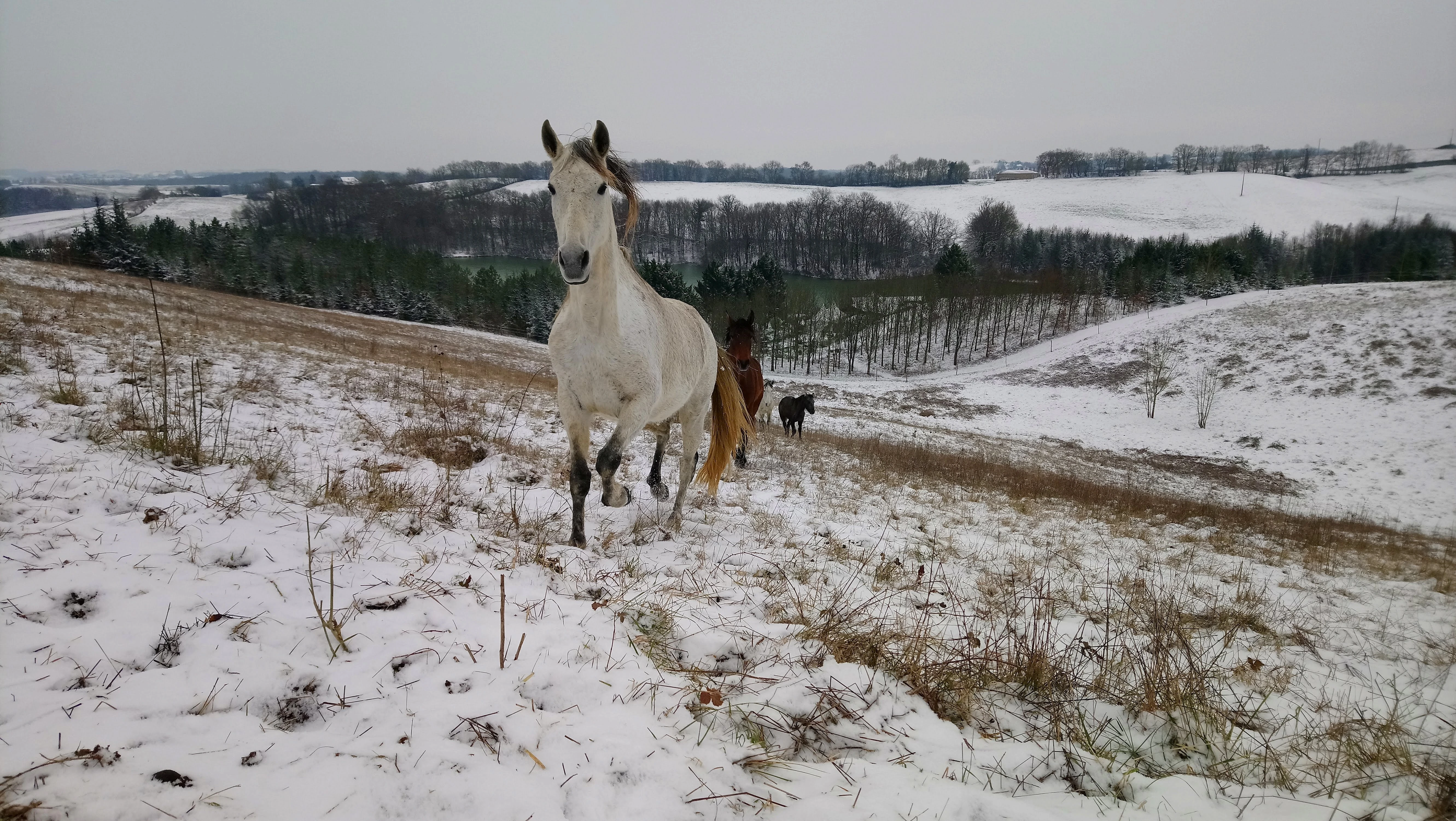 Pension pour chevaux - Photo 8