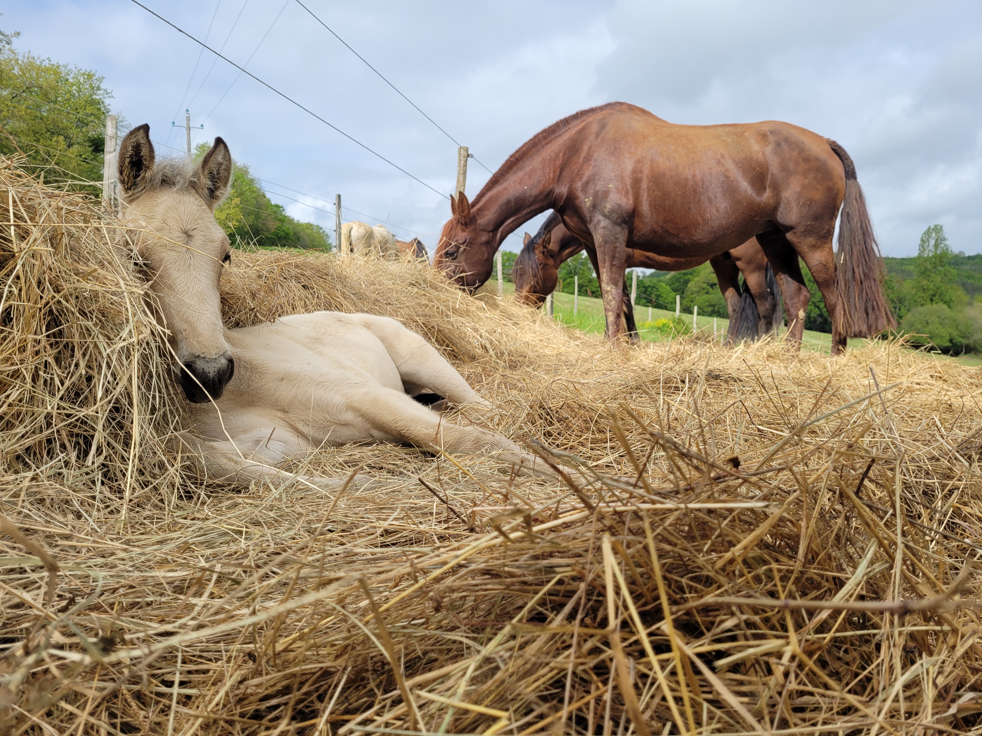 On s'occupe de vos chevaux