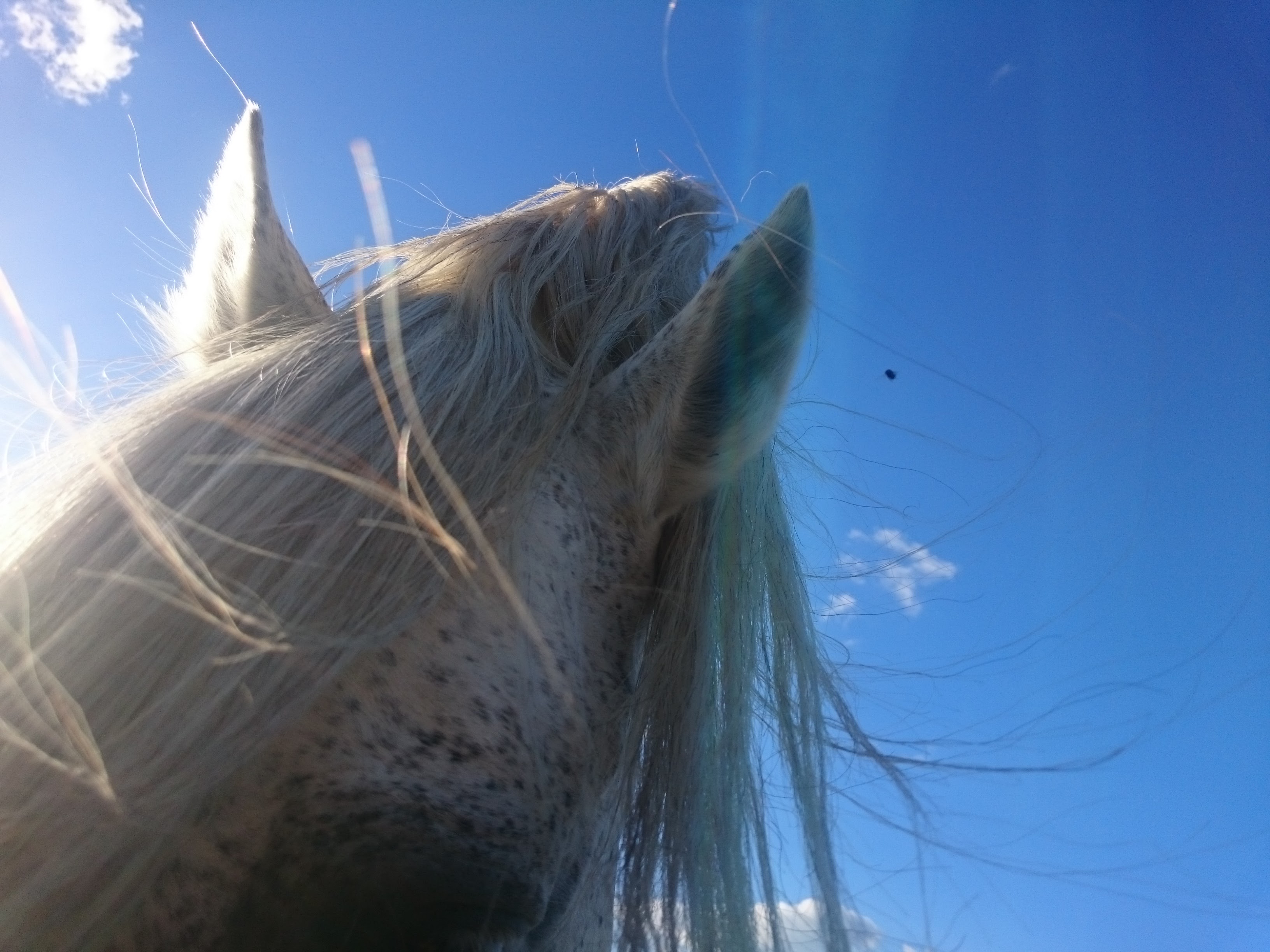 On s'occupe de vos chevaux