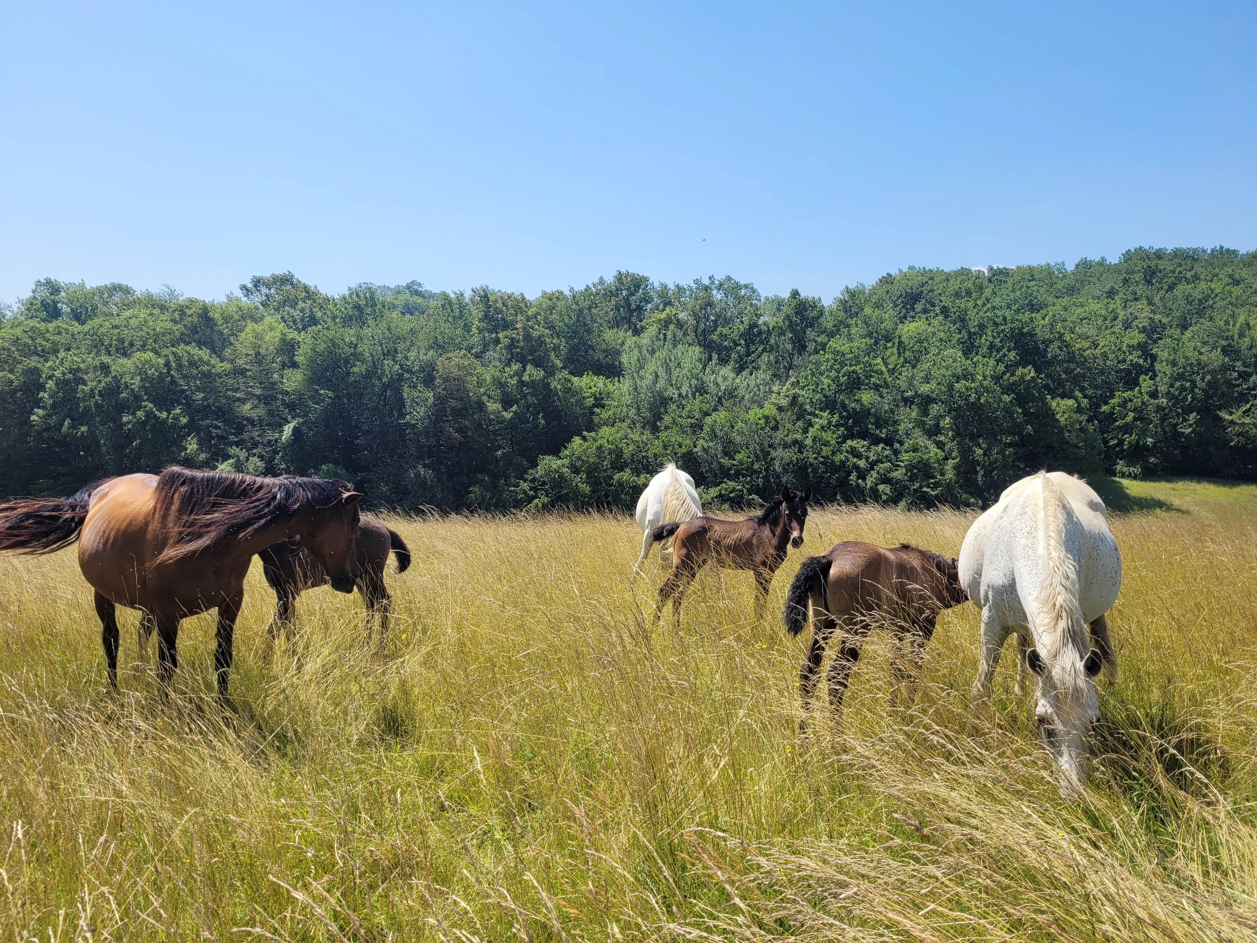Randonnées - Photo 5